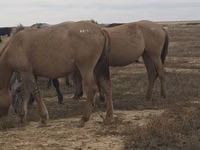 Stute, Mugalzhar horse — Foto 6