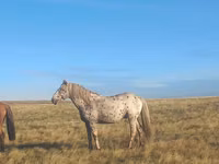 Caballo, Caballos — foto 3