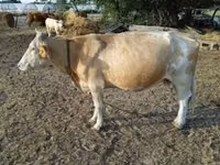 母牛, Simmental cattle — 照片 5