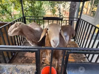 Ram, Sheep — photo 5