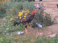Chickens — Foto 3