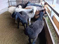Schaf, Rhon sheep — Foto 7