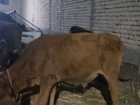 Vaca, Ganado vacuno — foto 5