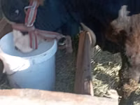 公牛, Swiss cattle — 照片 4