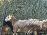 Schaf, Edilbay sheep — Foto 3