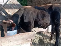 公牛, Swiss cattle — 照片 1