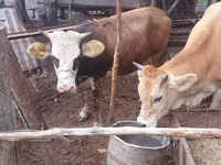Kuh, Simmental cattle — Foto 4