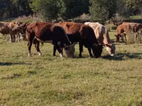 Toro, Hereford — foto 2