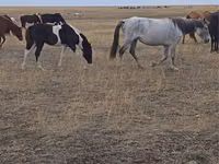 Бие, Horse breed — 4-сурет