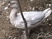 Ducks — Foto 2