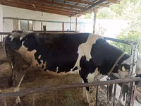 Bulle, Holstein-Rasse — Foto 2
