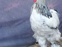 Brahma — Foto 3