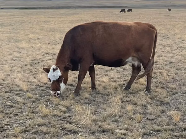 母牛, Kazakh White-headed cow — 哈萨克斯坦