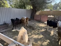 Sigir, Russian Black pied cattle — 5-rasm