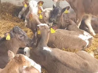 Bulle, Simmental cattle — Foto 8