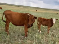 Buqa, Latvian Blue cattle — 1-rasm