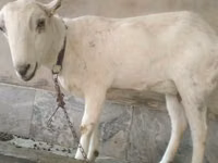 Ziegenbock, Barbari goats — Foto 3
