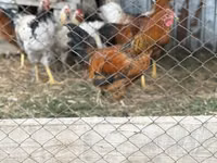 Chickens — Foto 2