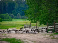 Widder, Romanov sheep — Foto 4