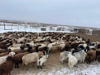 Sigir, Simmental cattle — 4-rasm