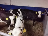 Бұқа, Russian Black pied cattle — 6-сурет