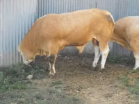 Bulle, Blonde d’Aquitane cattle — Foto 6