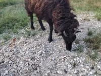 Oveja, Ouessant sheep — foto 5