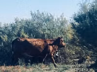 Sigir, Qoramol — 3-rasm