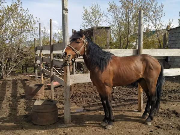 Hengst, Pferde — Kasachstan