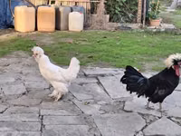 Chickens — Foto 2