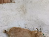 Ziege, Saanen goat — Foto 4