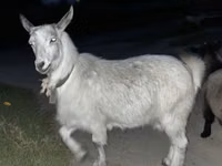Ziegen (Partie, Geschlecht nicht angegeben), Ziegen — Foto 4