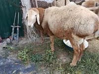 Widder, Rhon sheep — Foto 2