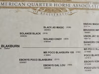Hengst, Quarter Horse — Foto 4