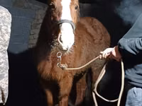 母马, Horses — 照片 6