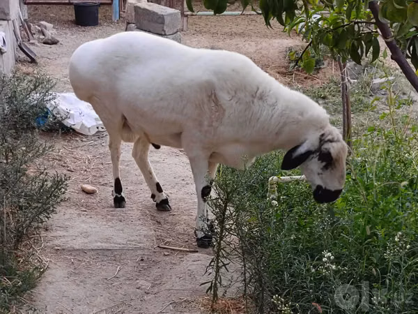 كبش, الأغنام — أوزبكستان
