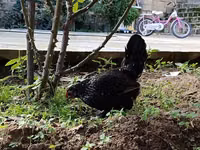 Chickens — 照片 3