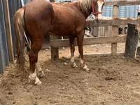 Aygʻir, Kazakh horse — 2-rasm
