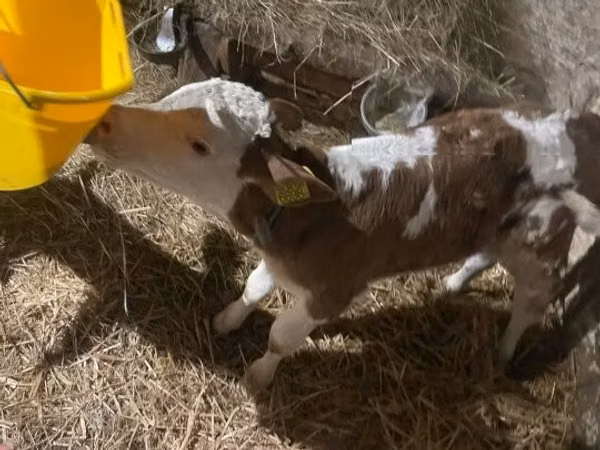 Bulle, Ungarische Graue Rasse