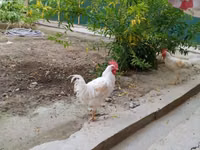 Chickens — foto 8