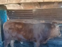Bulle, Simmental cattle — Foto 3
