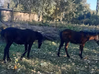 Stute, Pferde — Foto 2