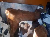 ثور, Simmental cattle — الصورة 2