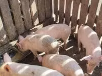 Schweine (Partie, Geschlecht nicht angegeben), Schweine — Foto 8