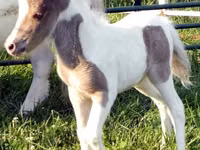 Caballo, Miniature horse — foto 8