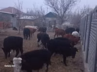 公牛, Cattle — 照片 4