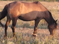 Mare, Mugalzhar horse — photo 2
