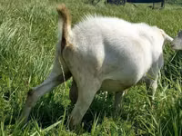母山羊, Saanen goat — 照片 2