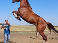 Aygʻir, Thoroughbred horse — 6-rasm