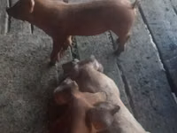 Eber, Schweine — Foto 3